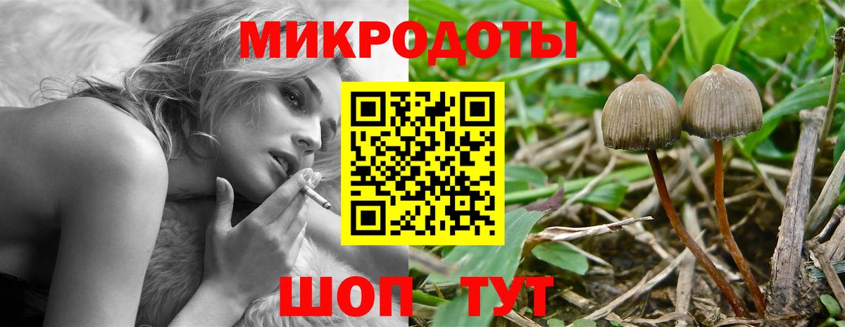 Псилоцибиновые грибы Cubensis Белореченск